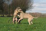 IRISH WOLFHOUND 253